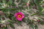 Paraguayan purslane